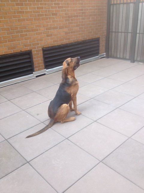 Watson sitting