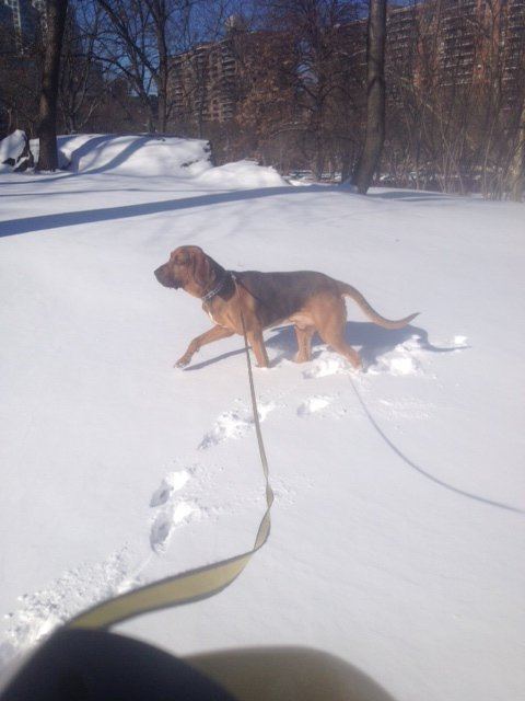 Watson snow 1