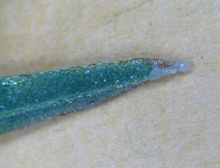 Waxybug1