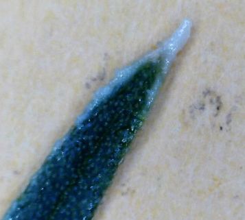 Waxybug2