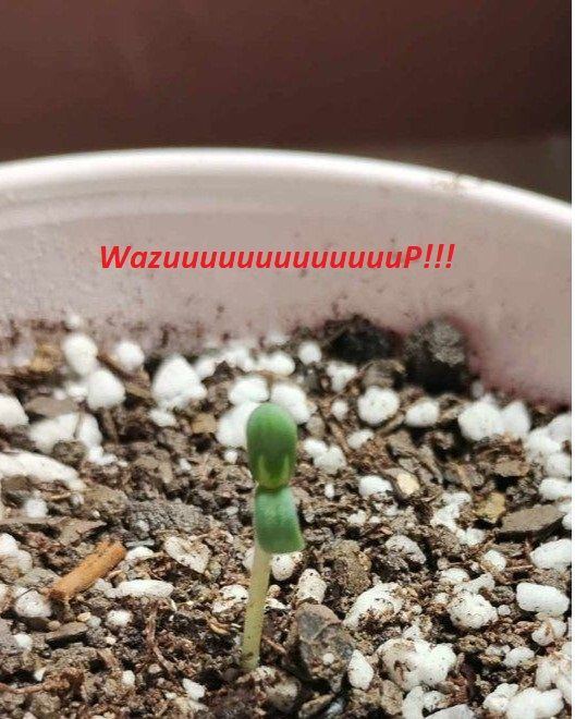 Wazzzzuuuup