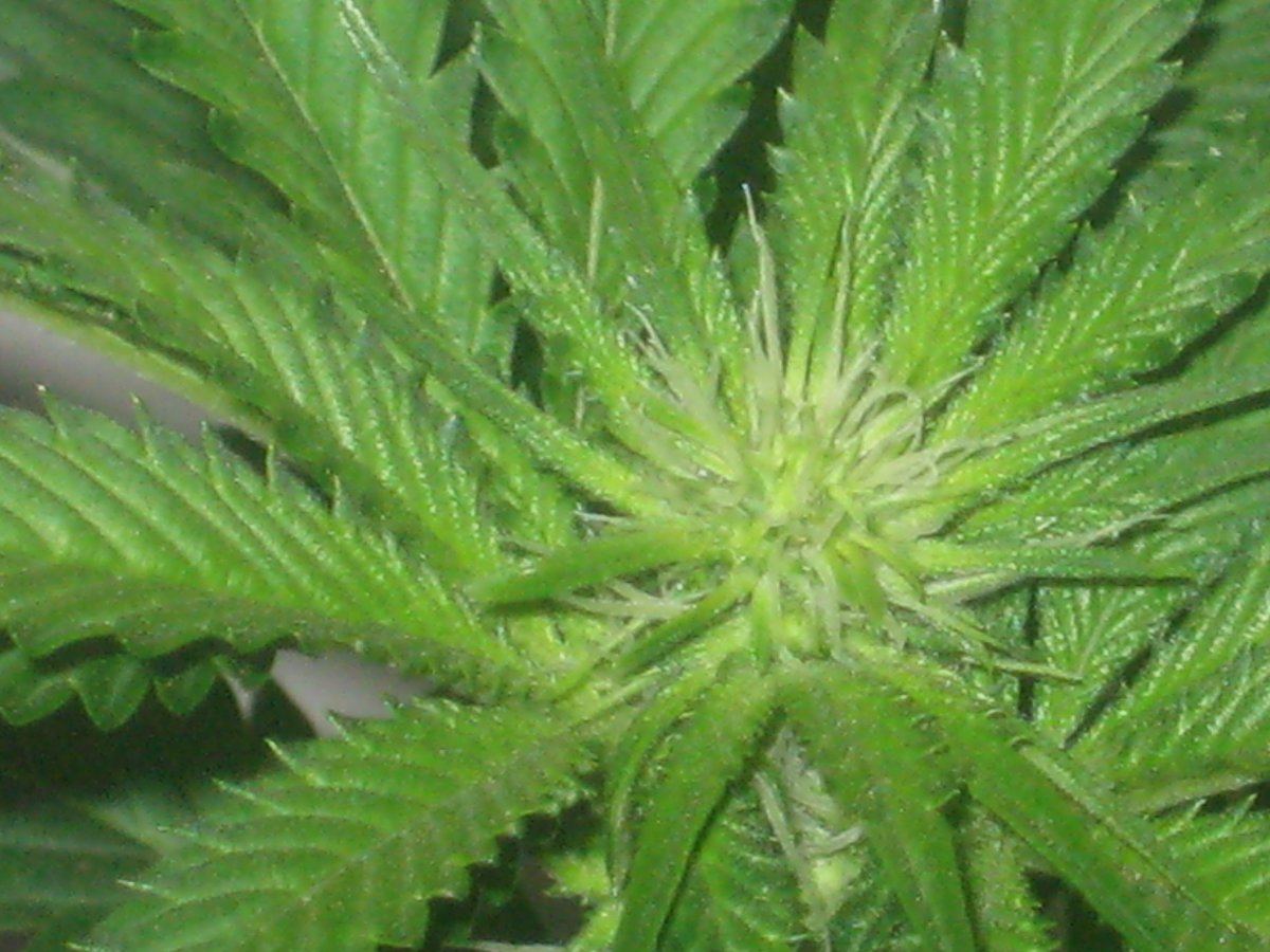 Wb day14f a