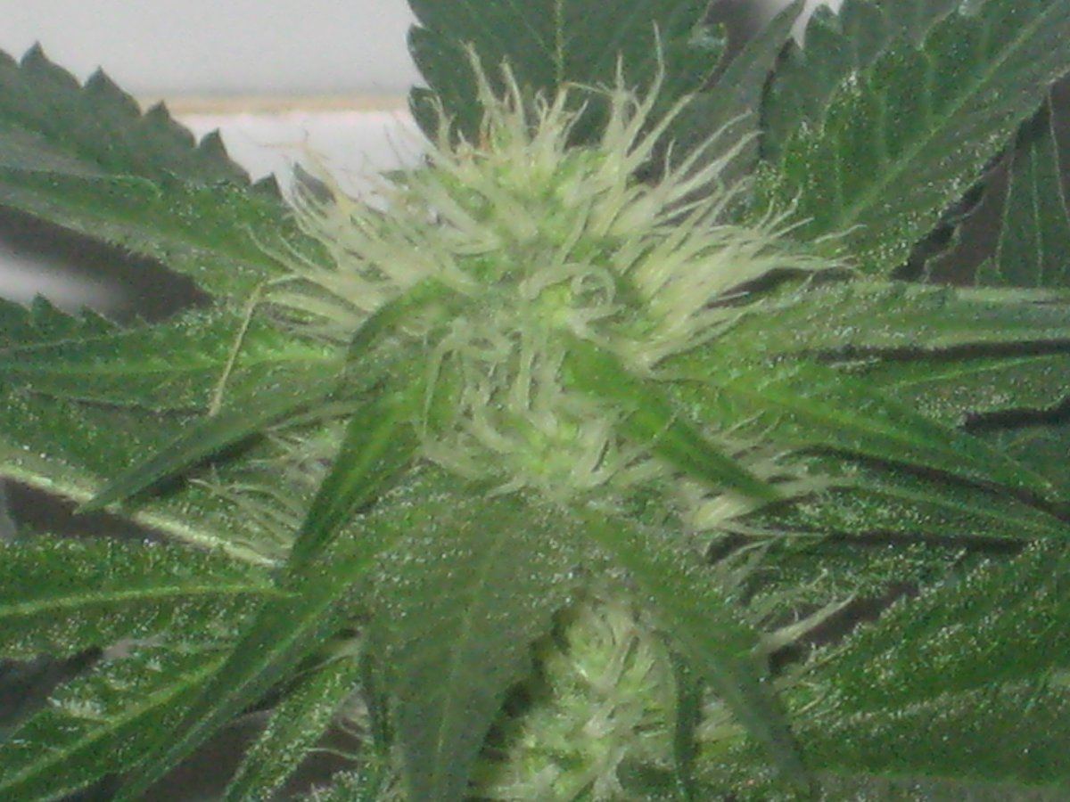 Wb day23f a