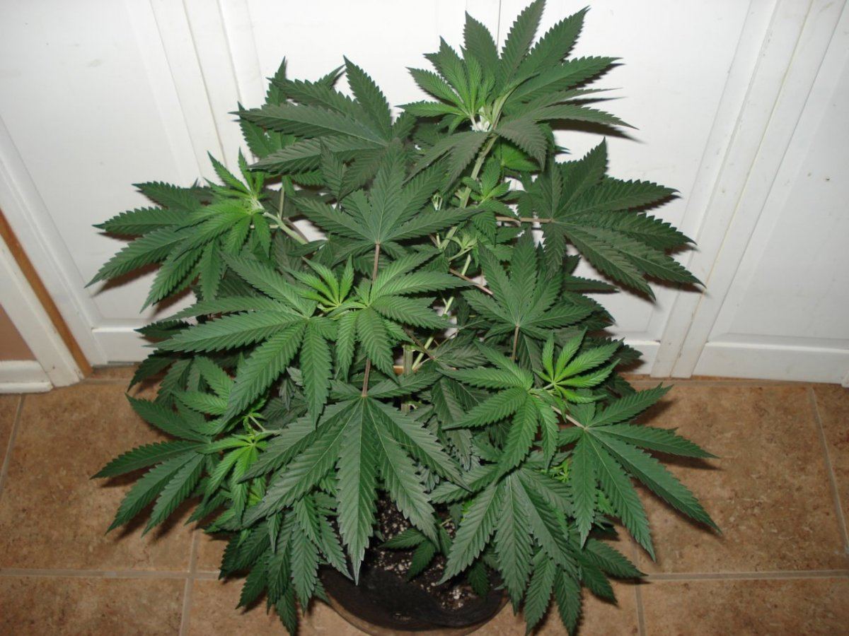 WB1