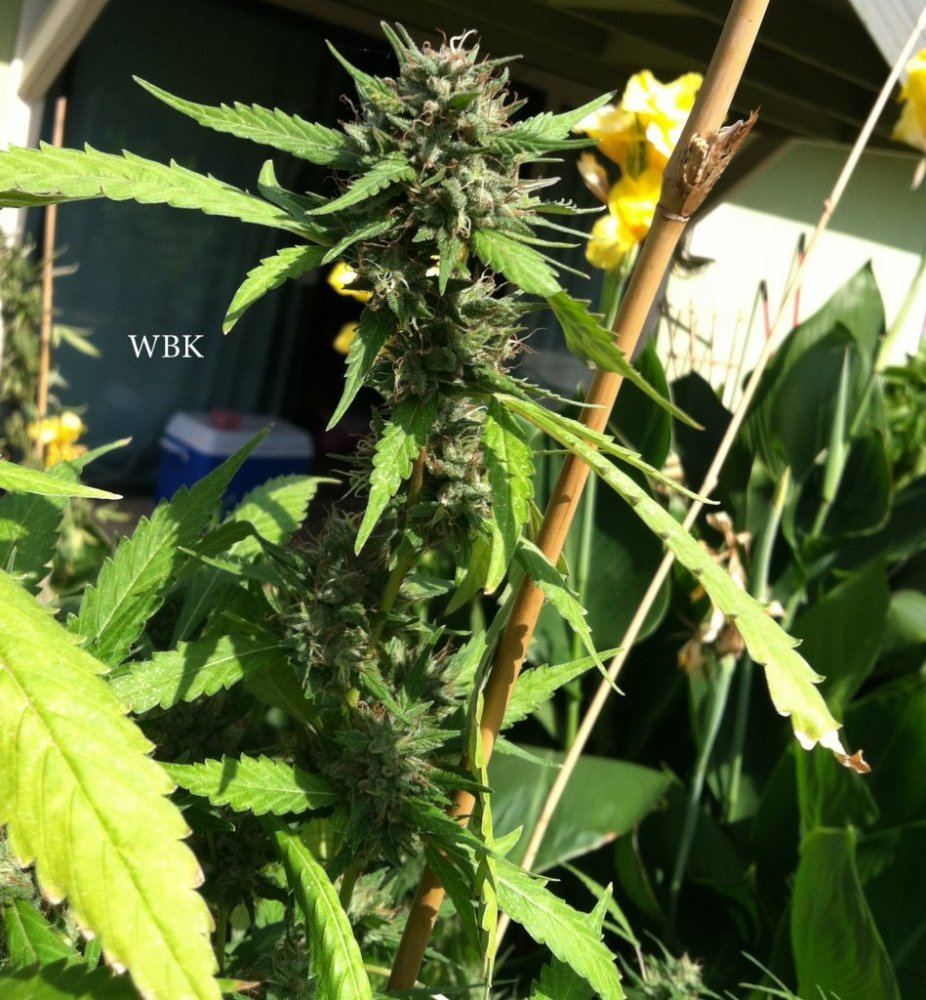 Wbk bud 2 oct