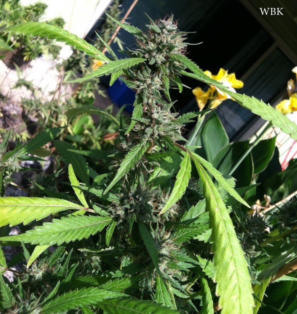 Wbk bud oct