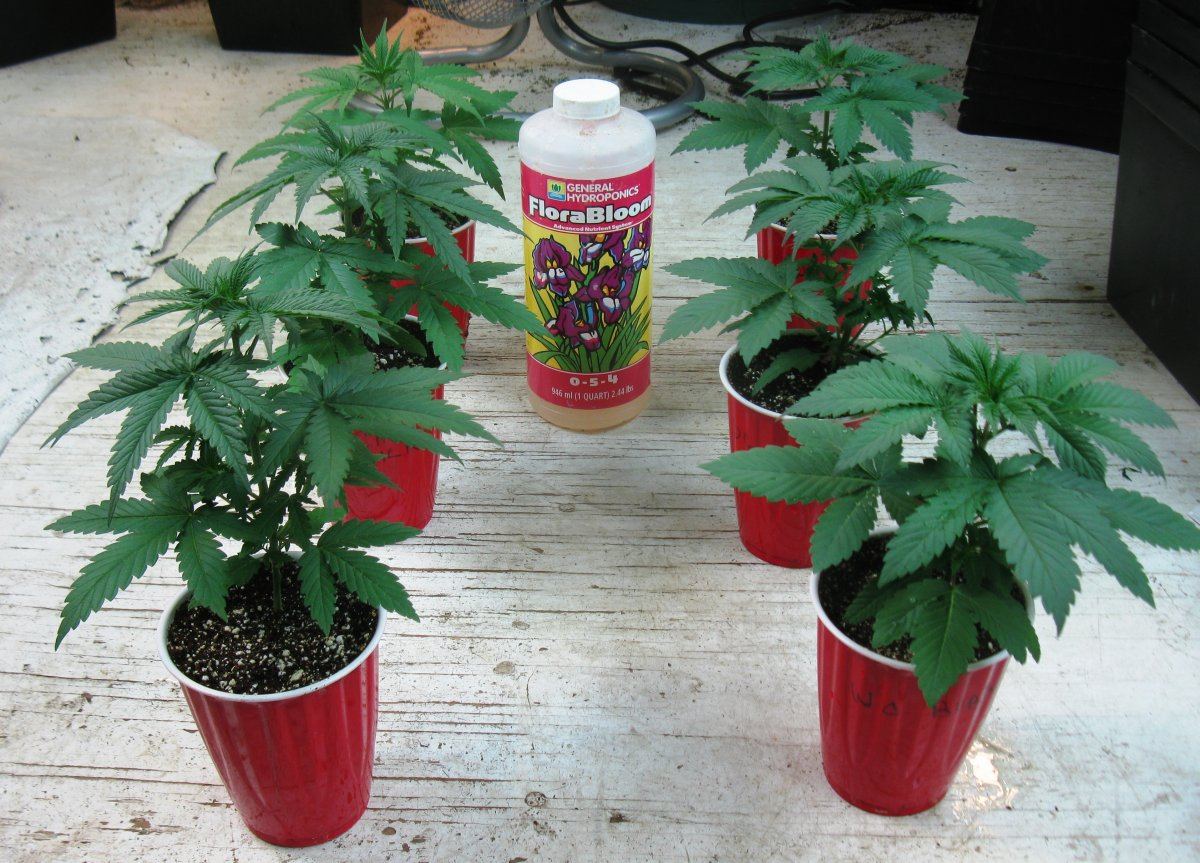 Wc bubba 012