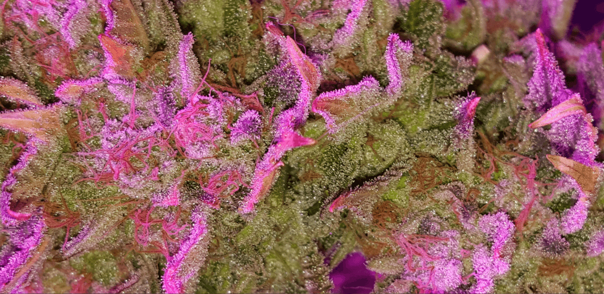 WC4