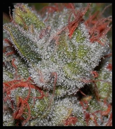 WDA   72  4macro