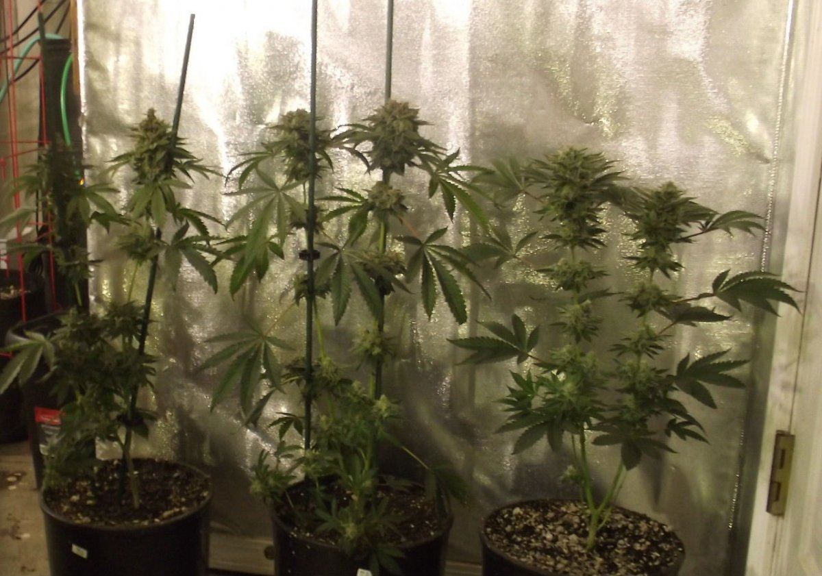 WDG3