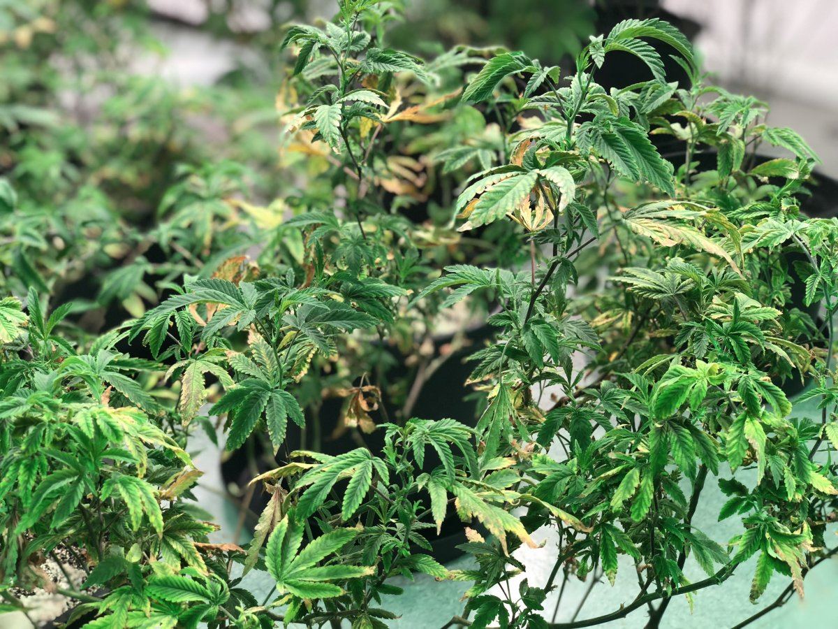 Webs and sick plants newbie problems 3