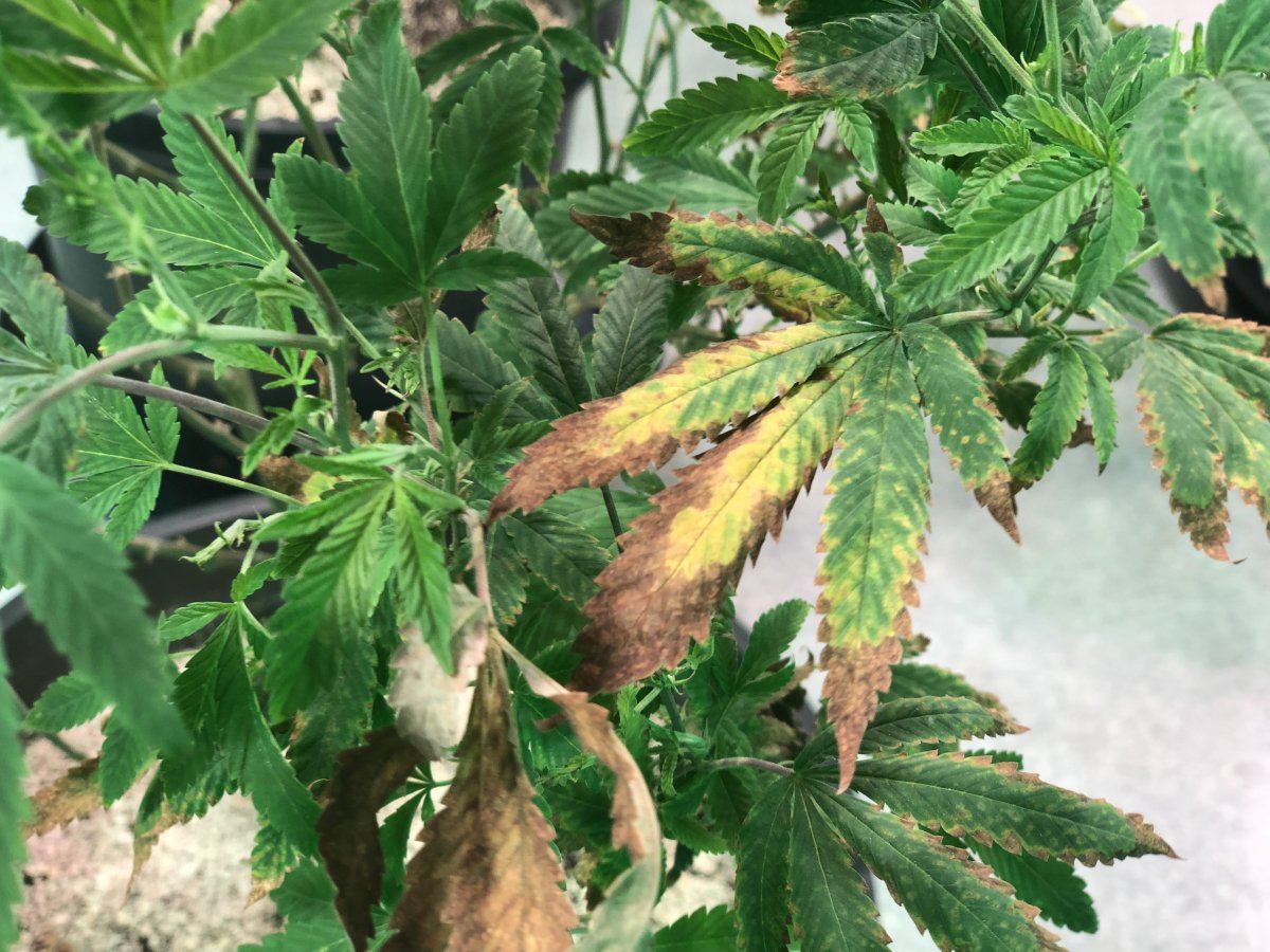Webs and sick plants newbie problems 4