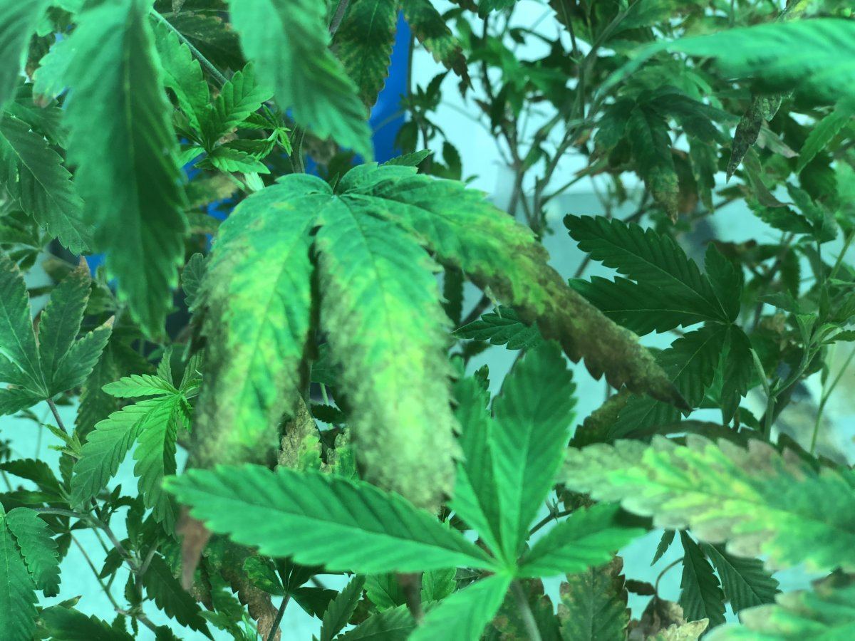 Webs and sick plants newbie problems 5