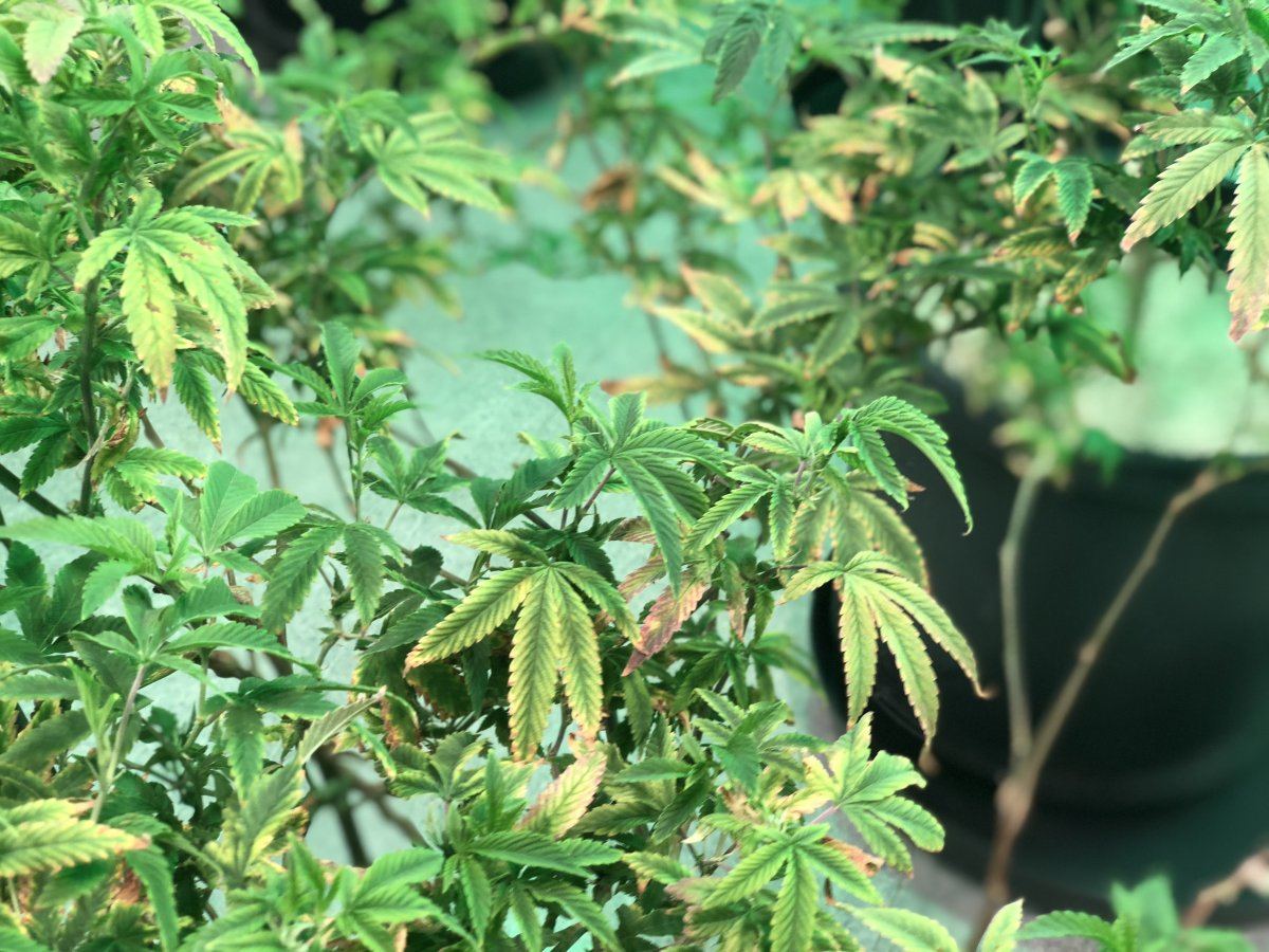 Webs and sick plants newbie problems 6