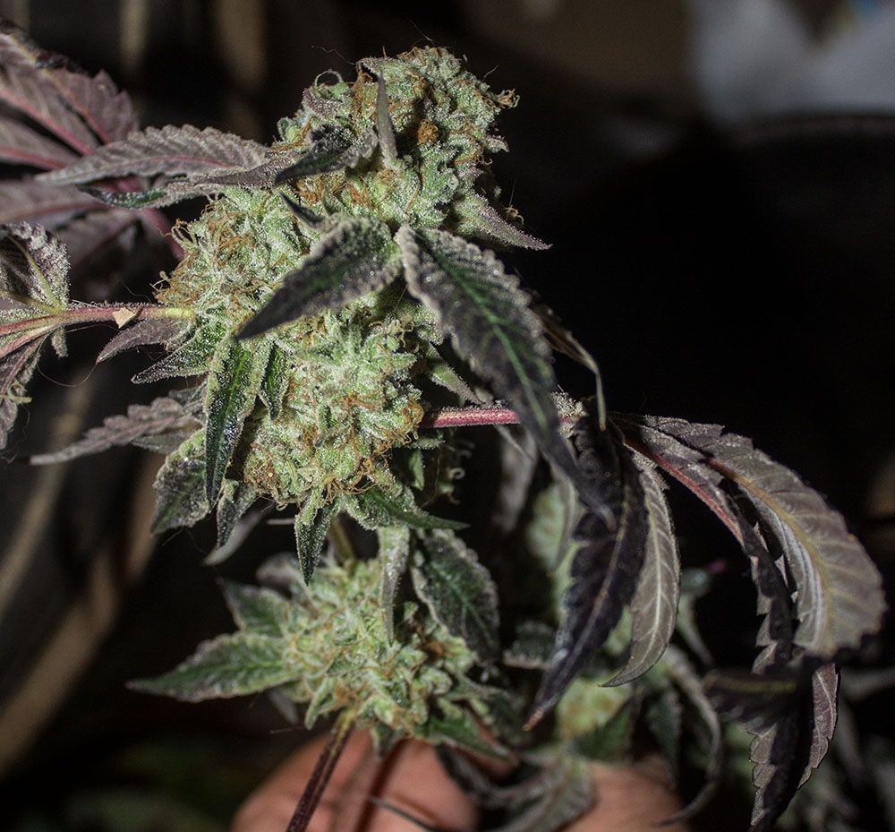 Wedding Cake AN 2 private