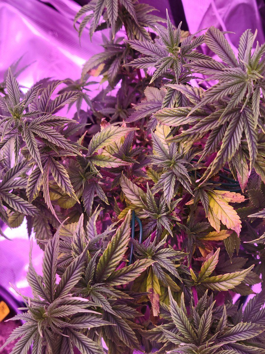 Wedding cake   photo in veg what you think is causing the leaf color