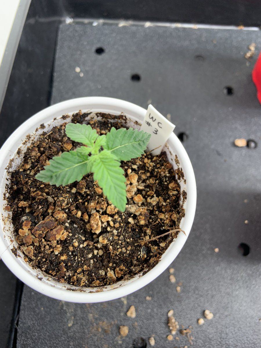 Wedding cake seedlings growing weird 3