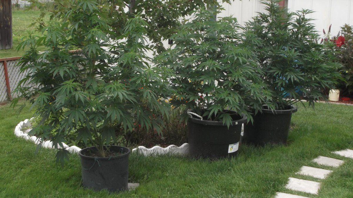 Wedding cakes