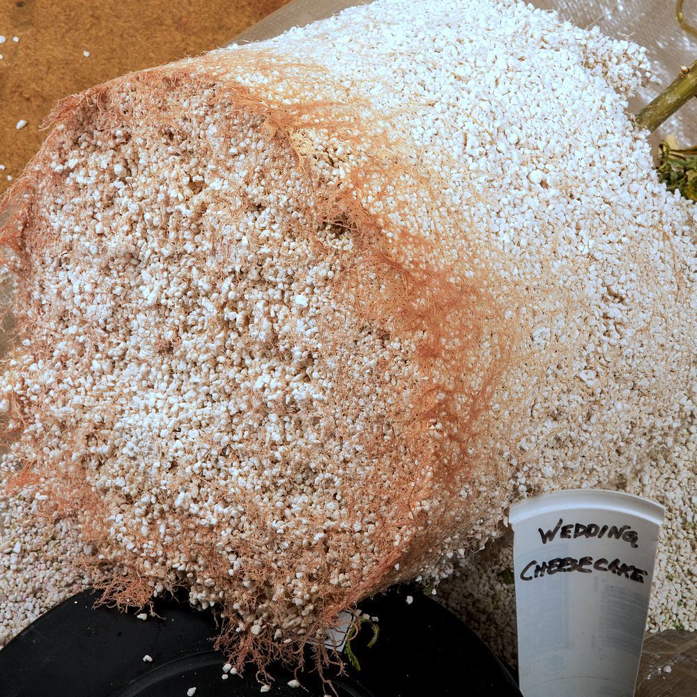 Wedding Cheesecake root ball