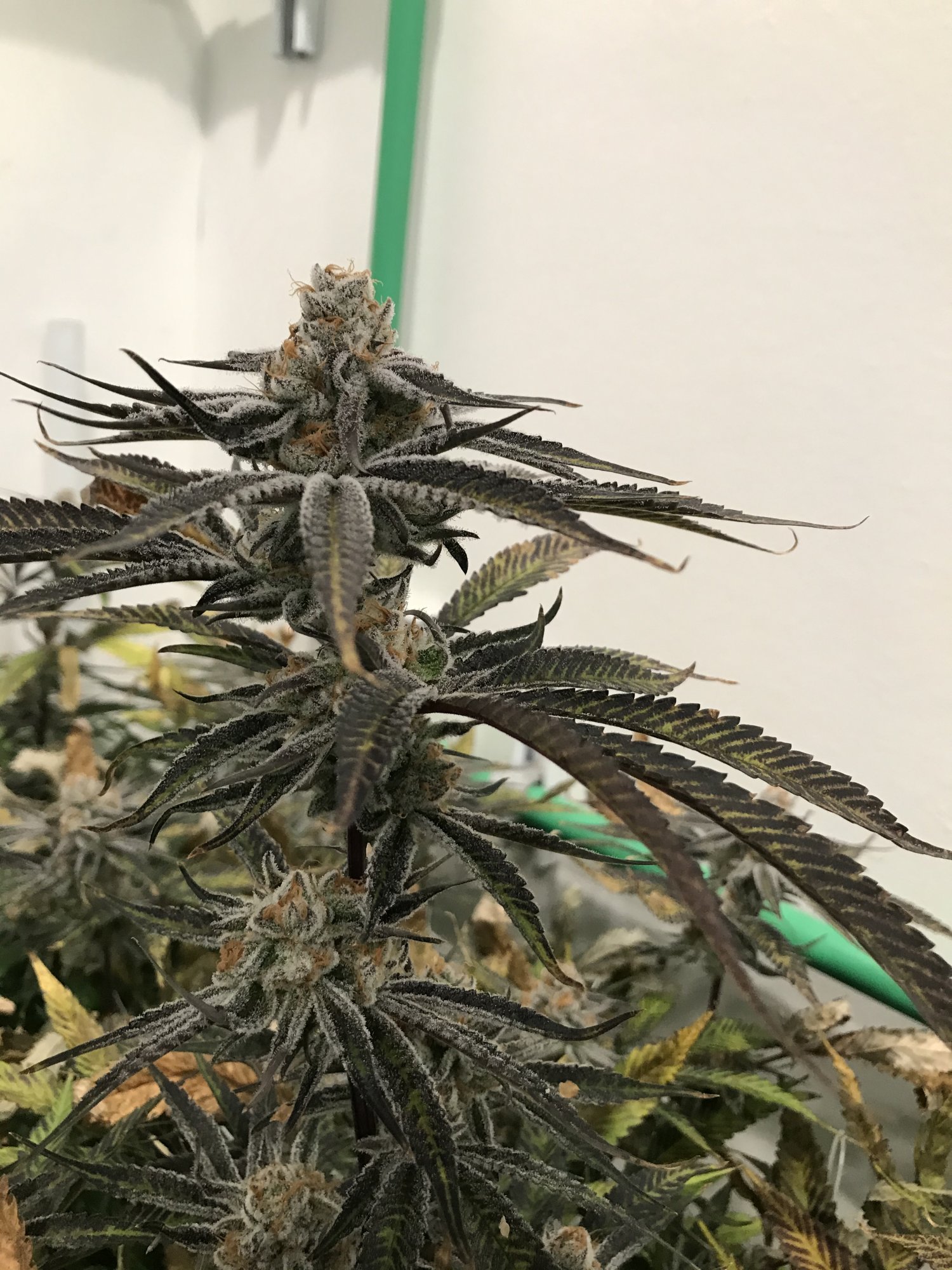 Wedding Crashers Week 7
