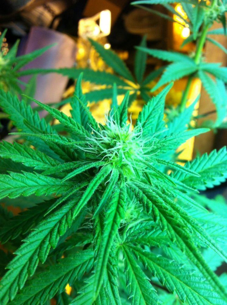 Weed 007