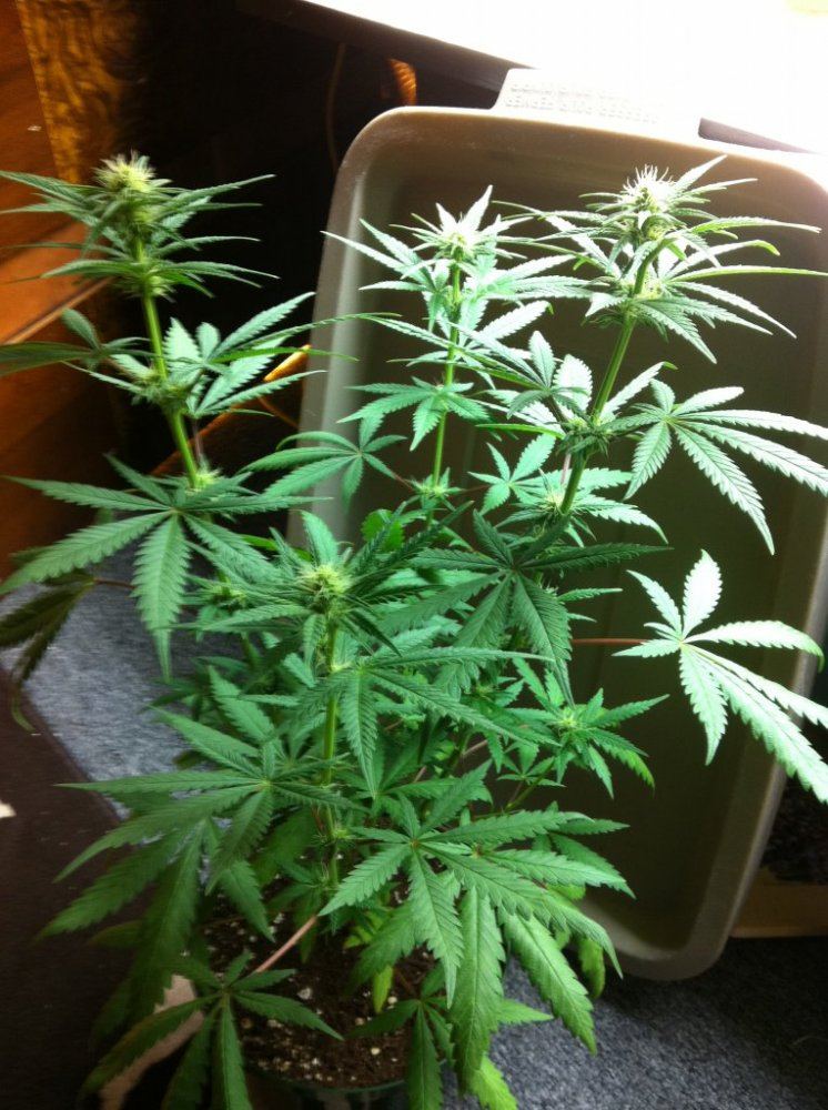 Weed 011