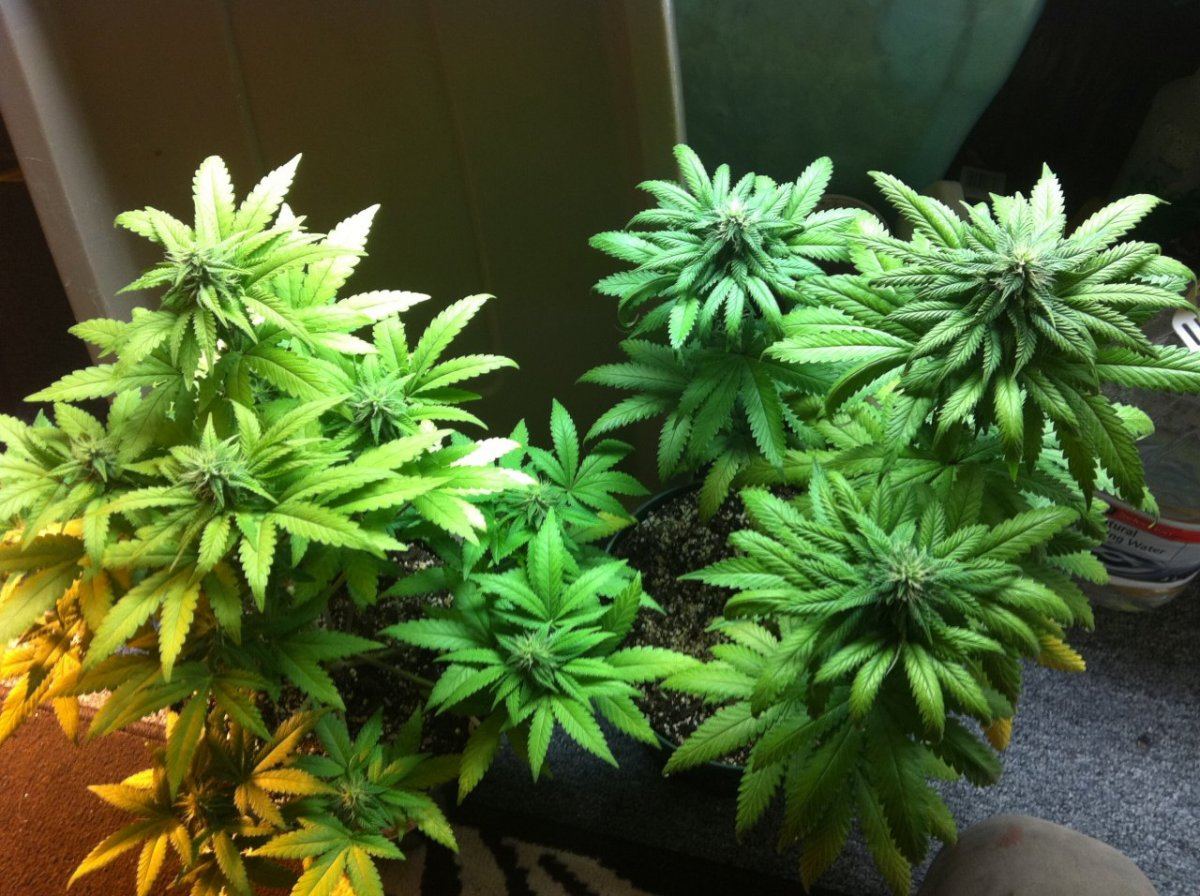 Weed 012