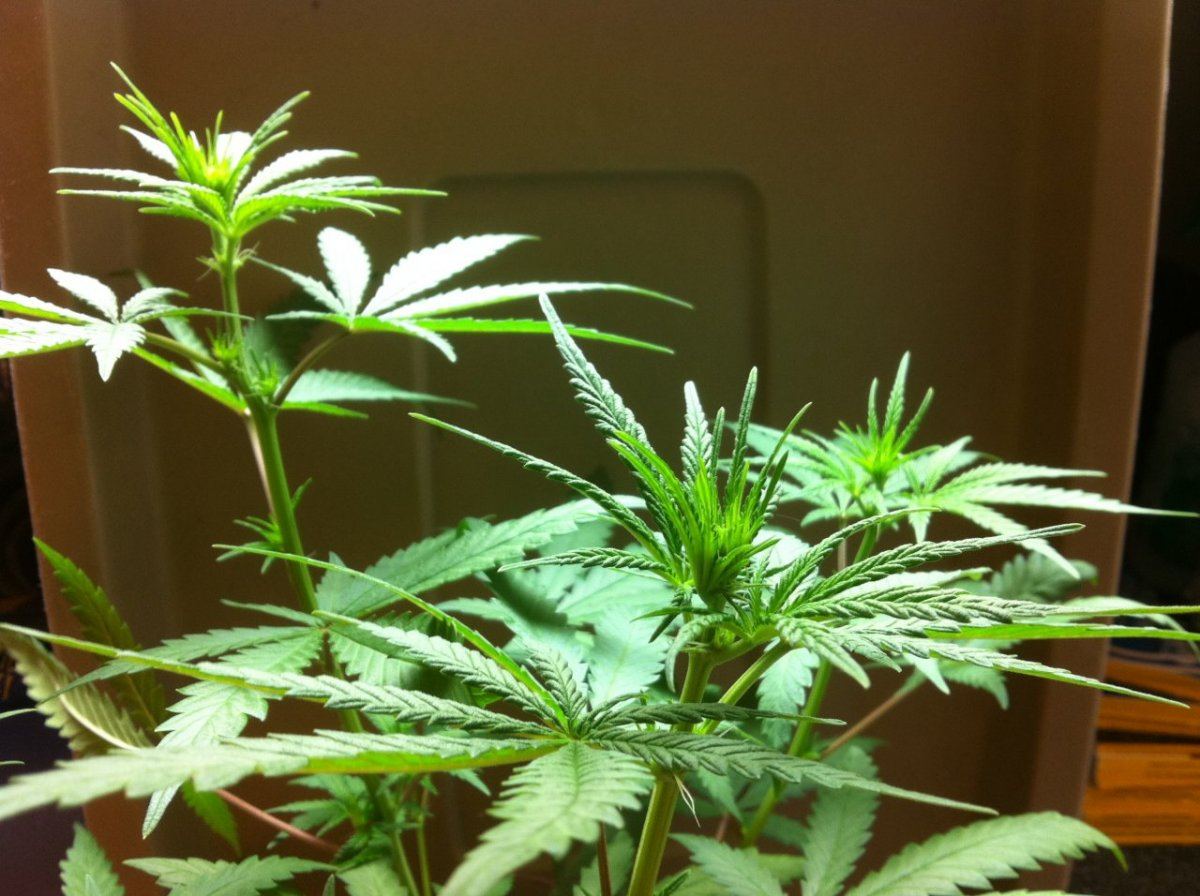 Weed 013