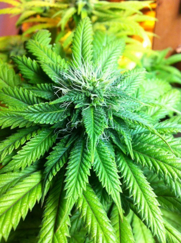 Weed 014