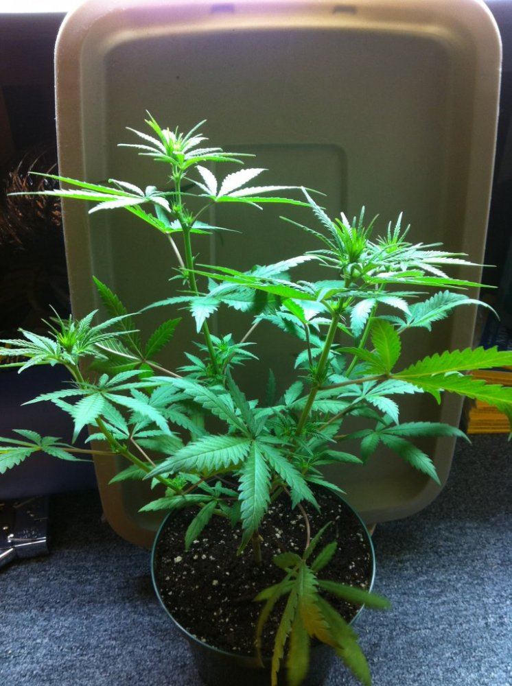 Weed 015