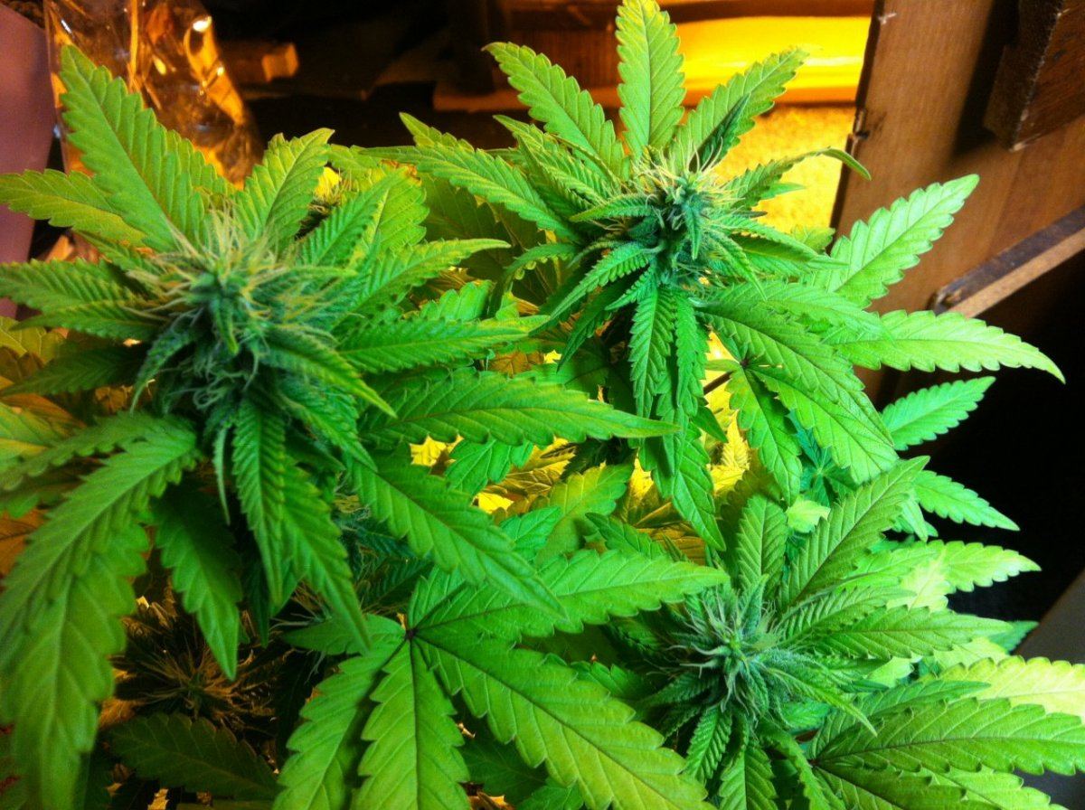 Weed 018