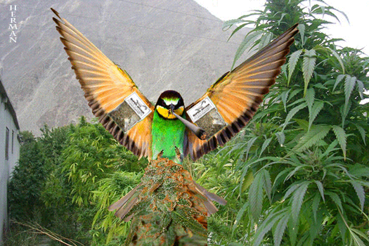 Weed bird herman 09 0