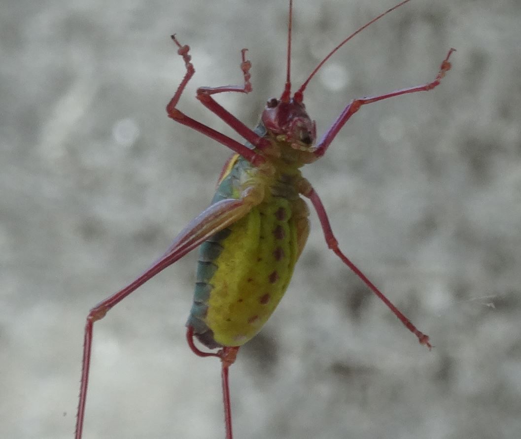 Weed eater