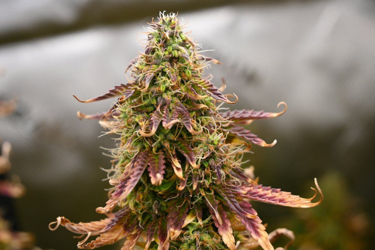 Weed