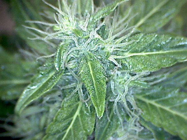 Weed