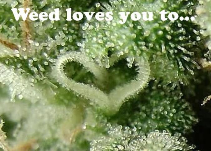 Weed love