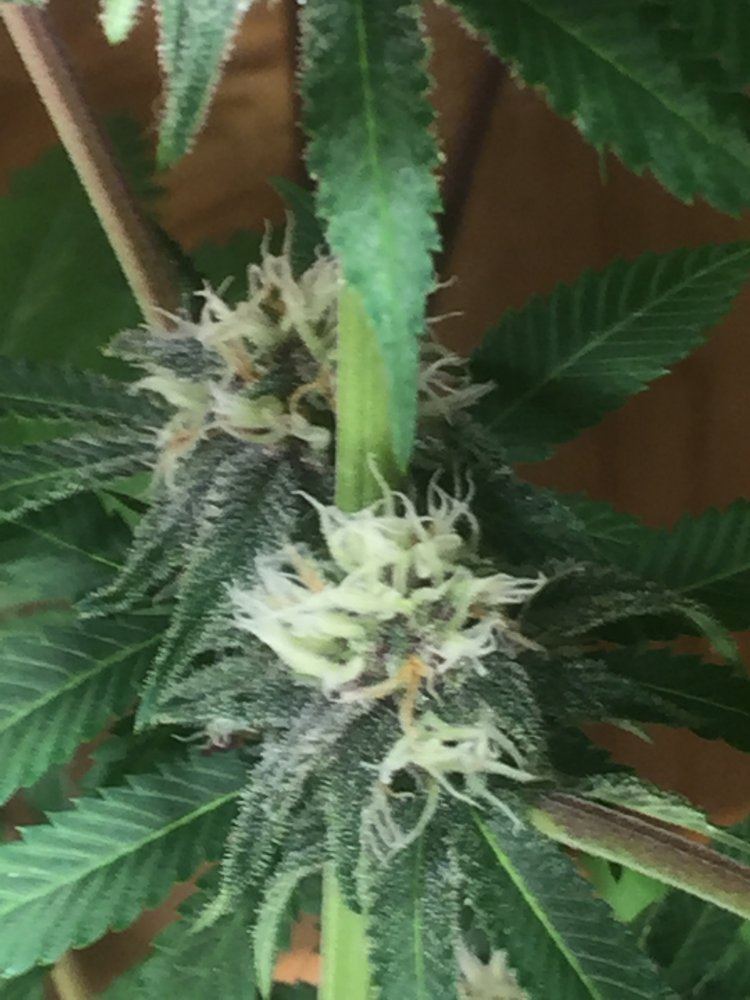Weed plant smells like peaches 2