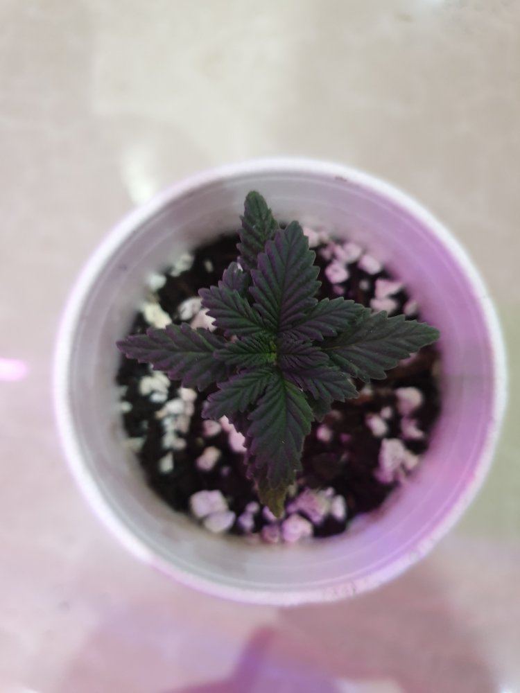 Weed seedling day 17 slow growth and powdery yellowish green leaf 2