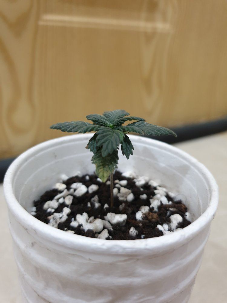 Weed seedling day 17 slow growth and powdery yellowish green leaf