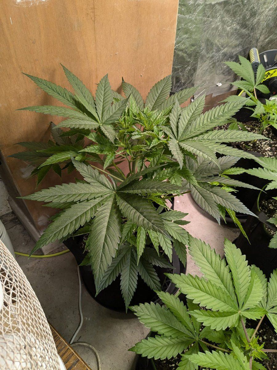 Weed1 17 Oct