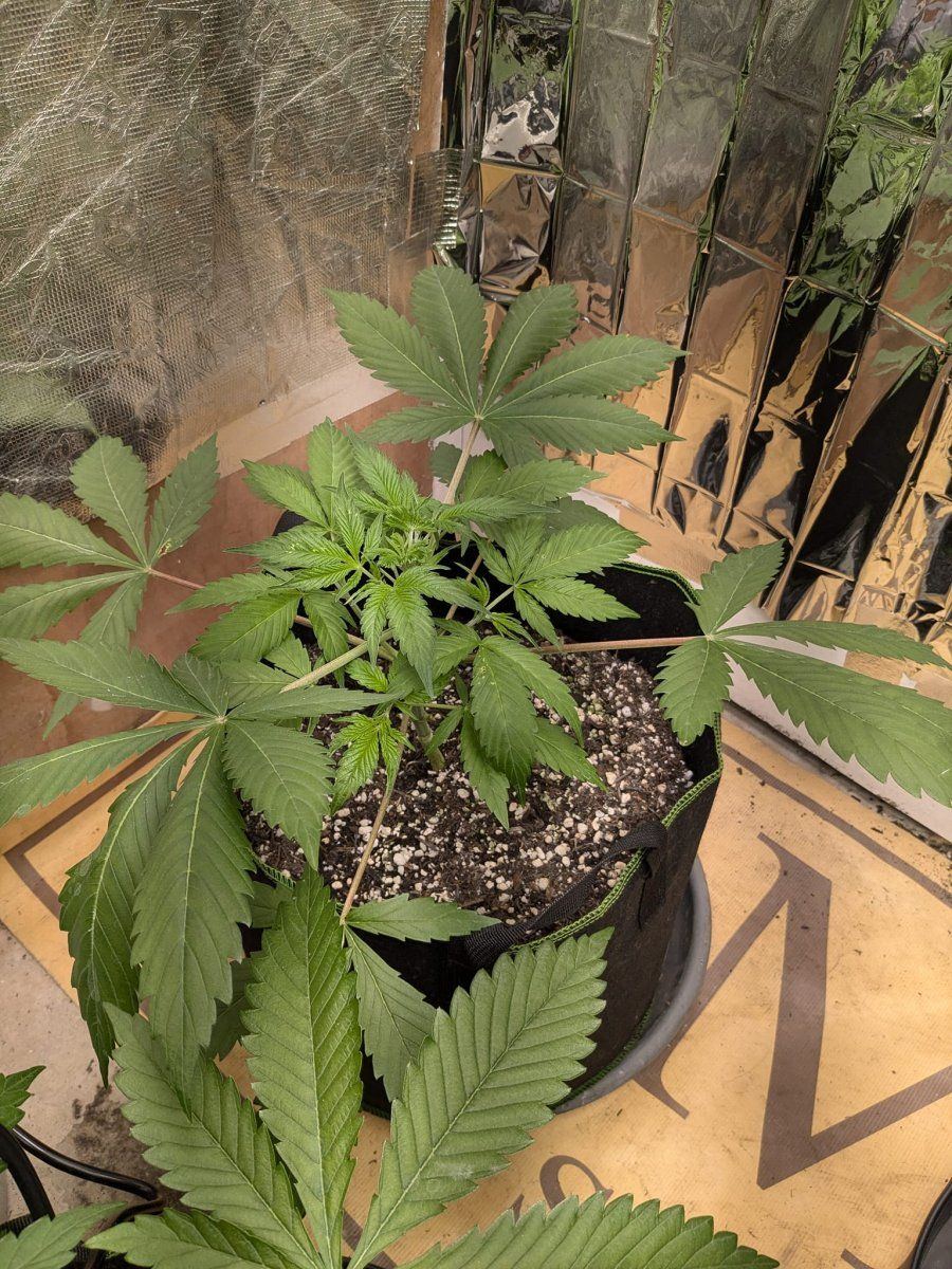 Weed1 20 Oct