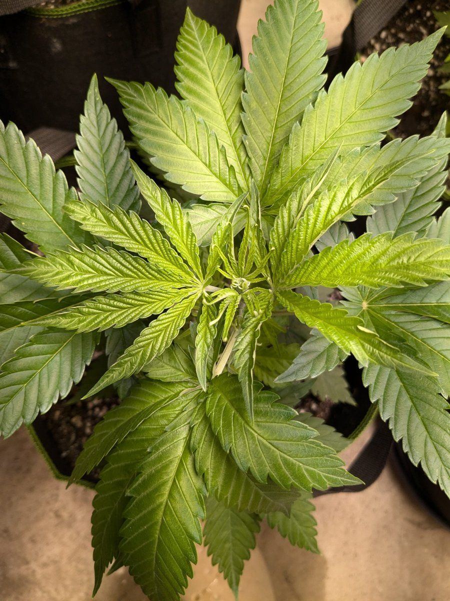 Weed1 7 Oct 2024