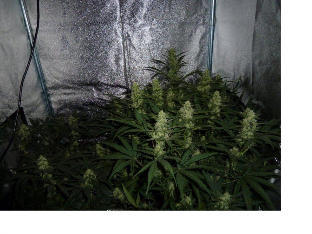 Weed1