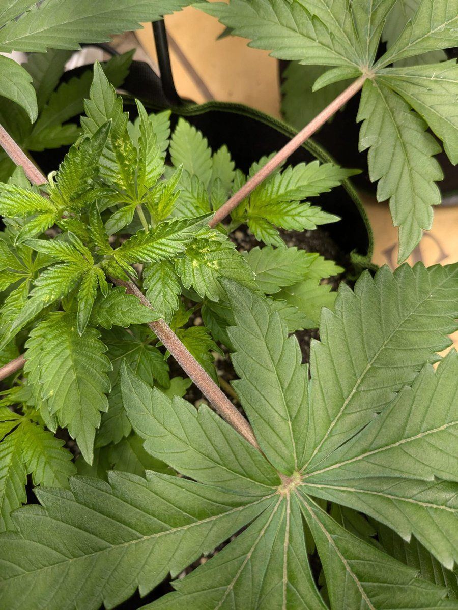 Weed10 Spotted 20 Oct