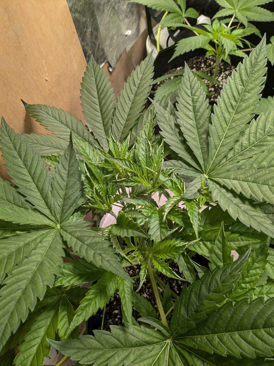 Weed2 17 Oct