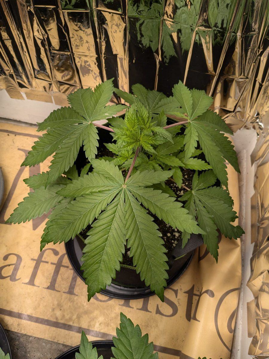 Weed2 20 Oct
