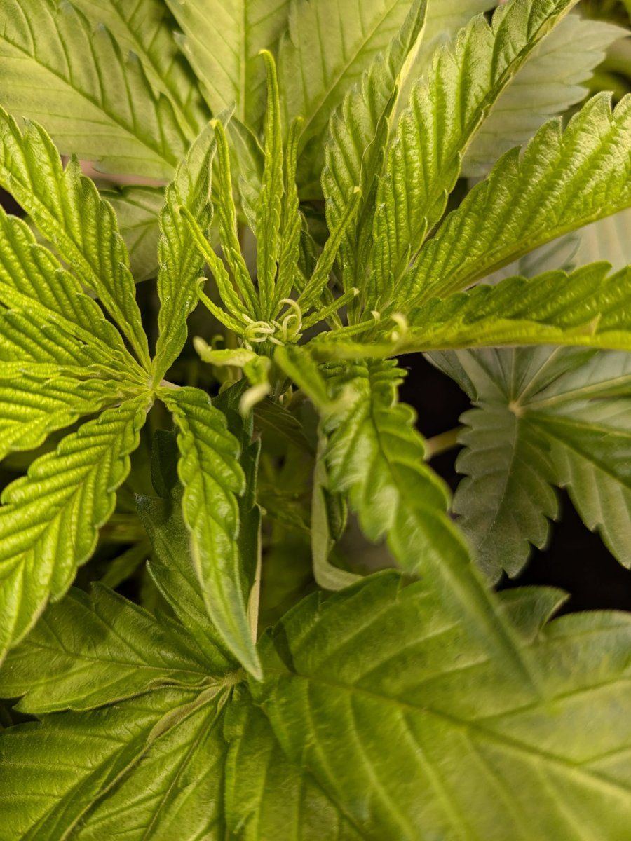 Weed2 7 Oct 2024