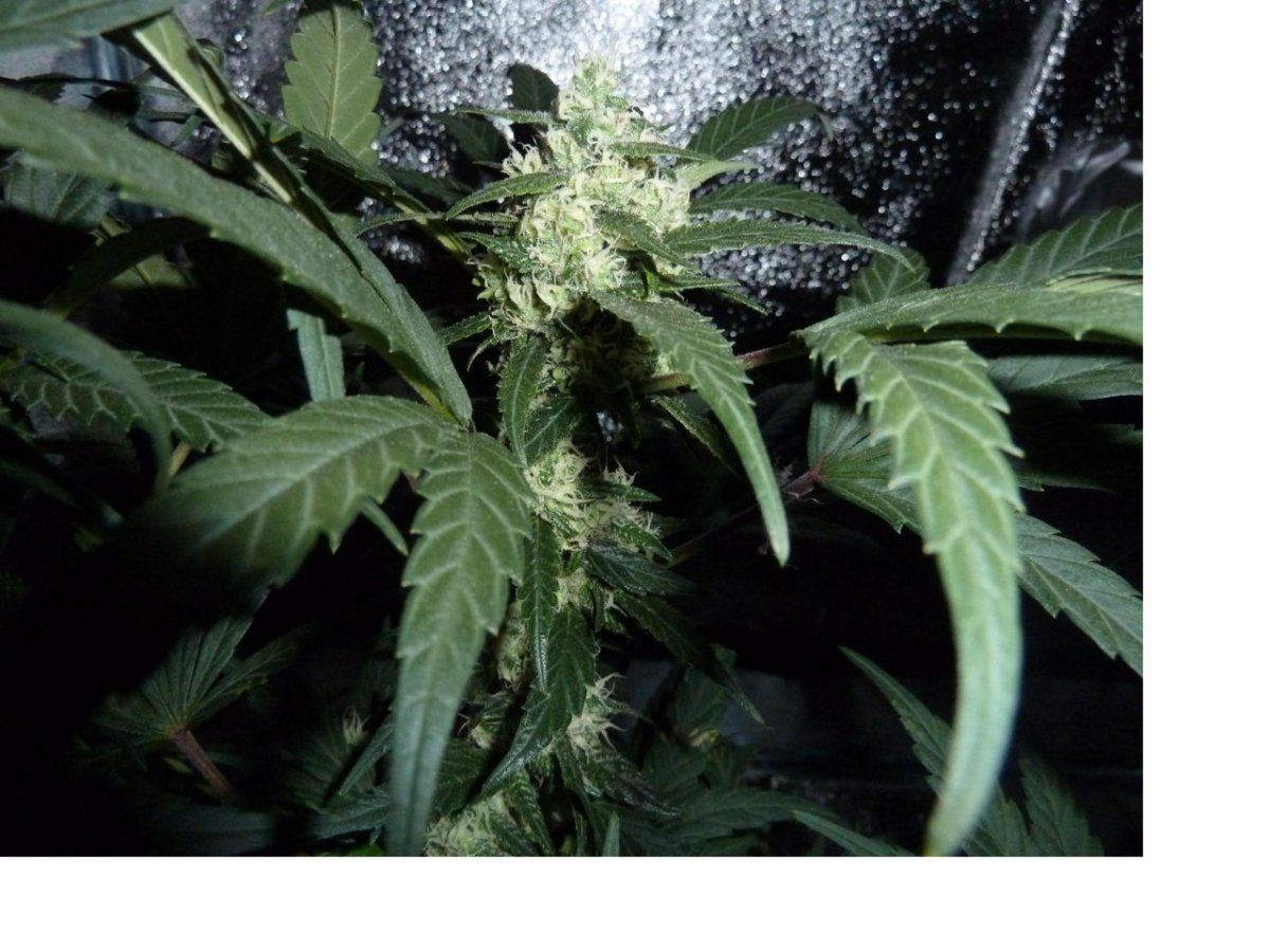 Weed2