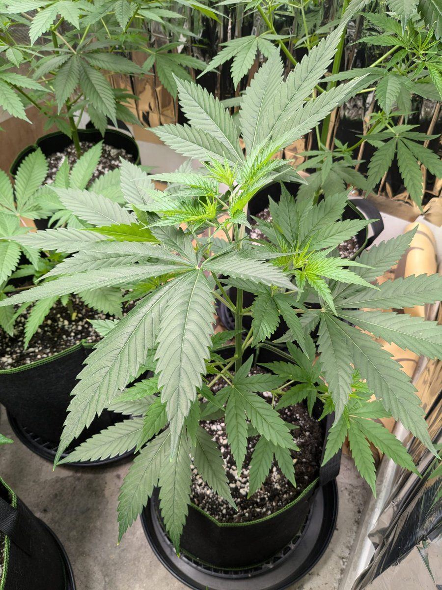Weed3 17 Oct