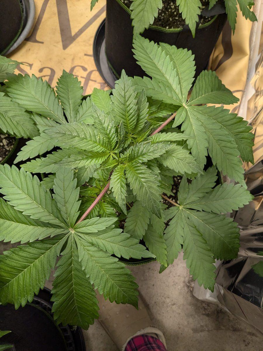 Weed3 20 Oct